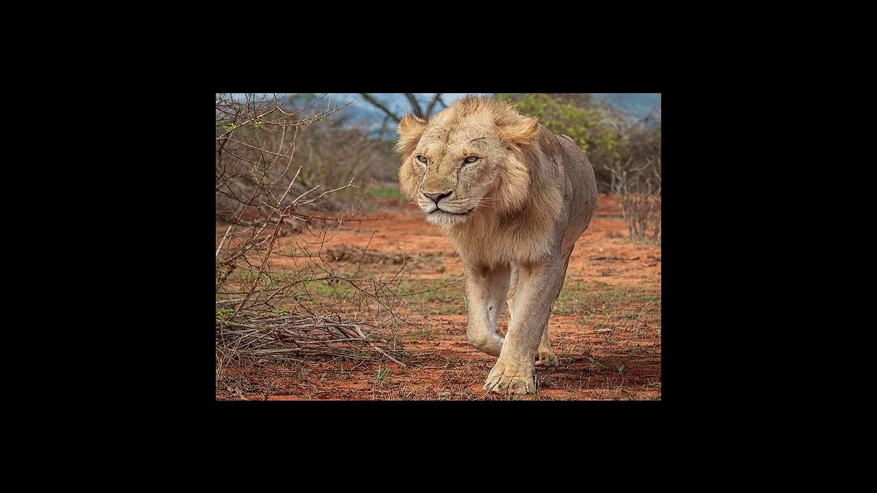 From Ocean Breezes to Lion Roars: 2-Day Tsavo East Safari