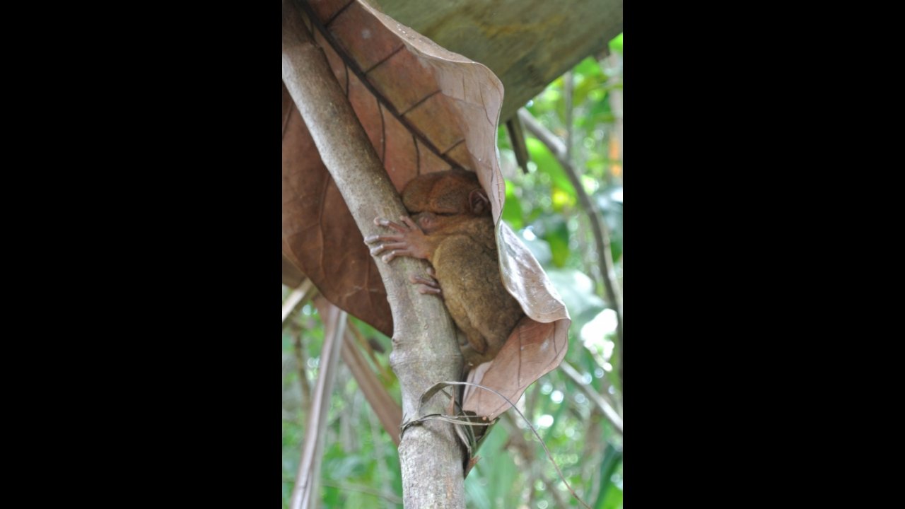 Tarsier in captivity, Bohol
