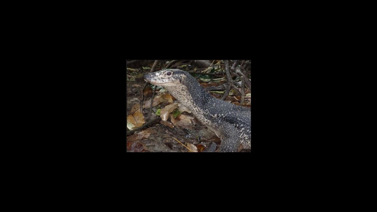 Monitor lizard