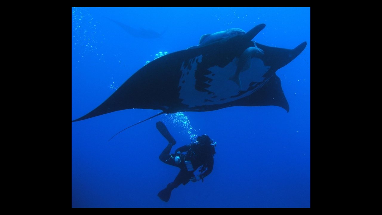 giant manta puerto vallarta
