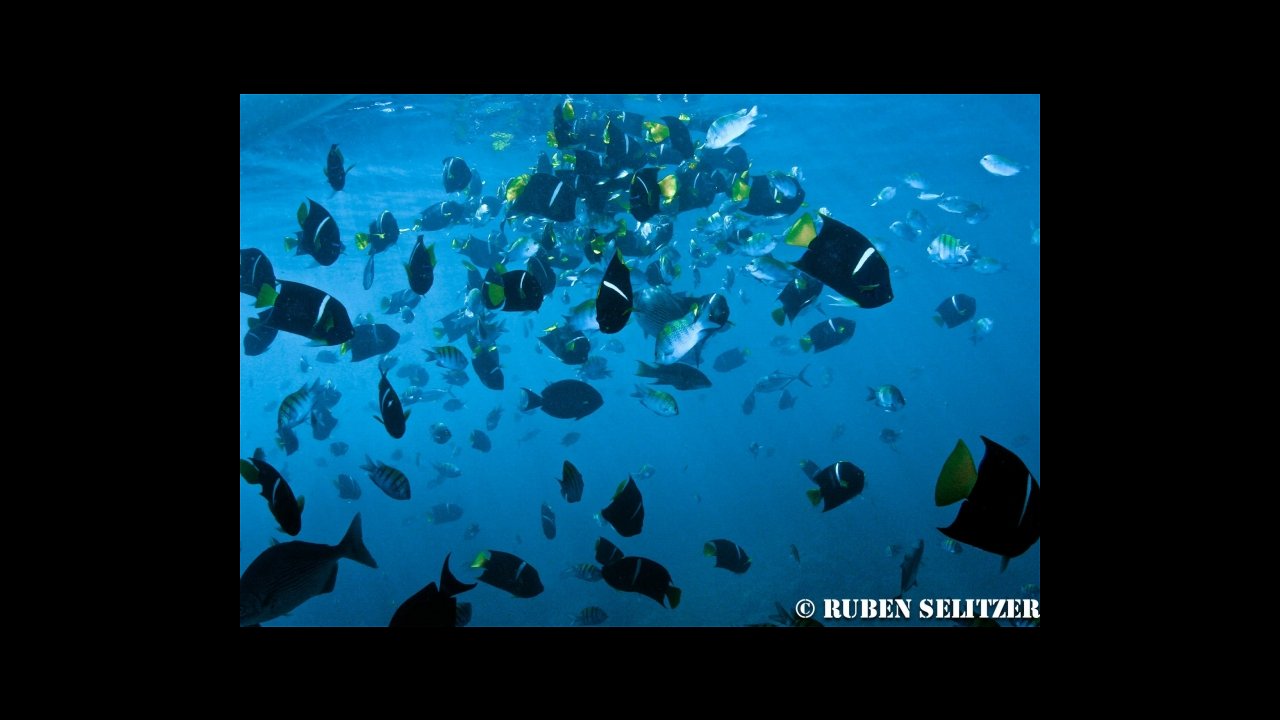 scuba diving puerto vallarta