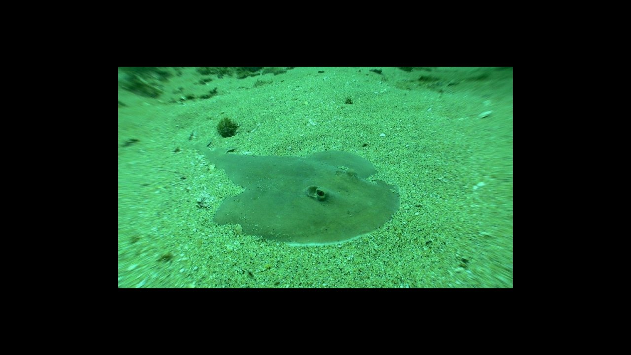 scuba diving puerto vallarta