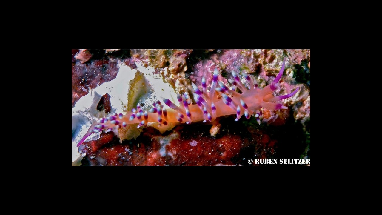 scuba diving puerto vallarta