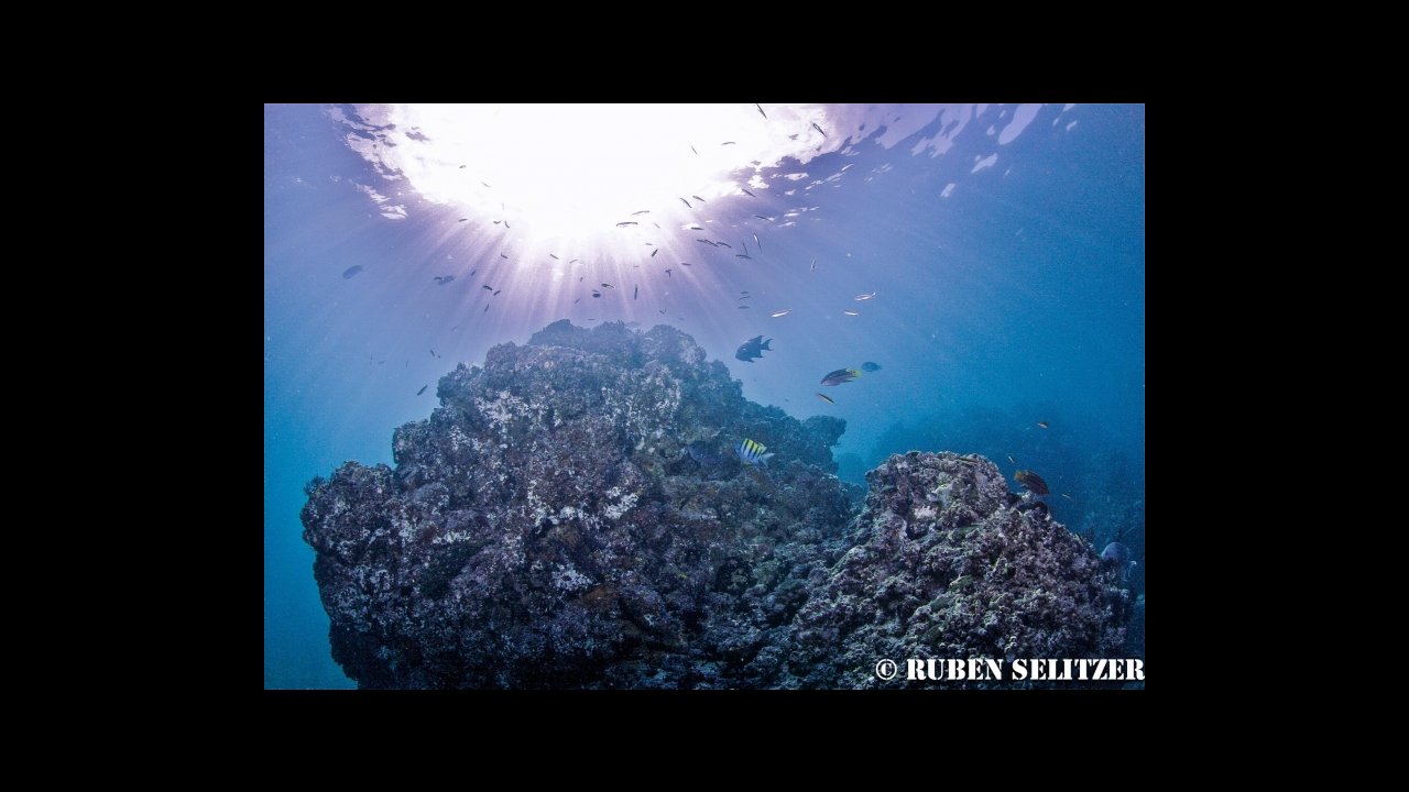 scuba diving puerto vallarta