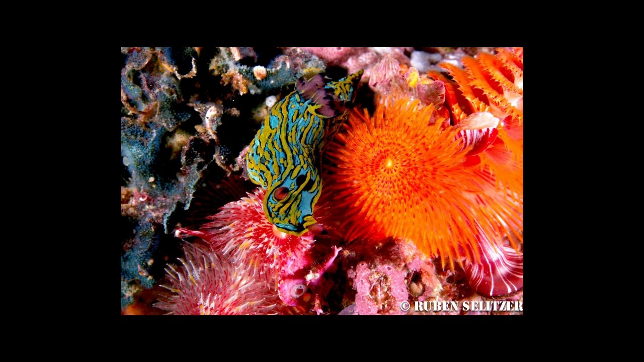 scuba diving puerto vallarta