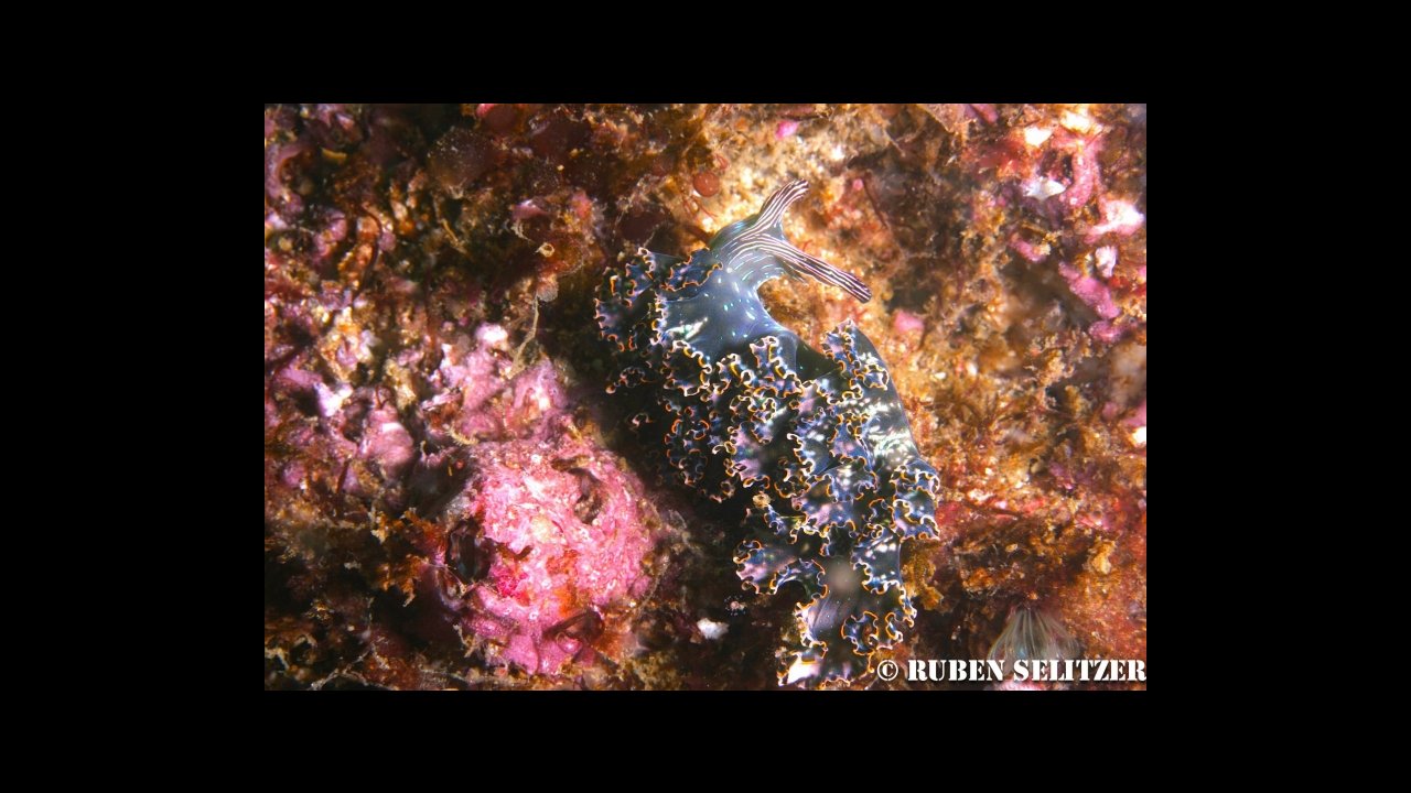 scuba diving puerto vallarta
