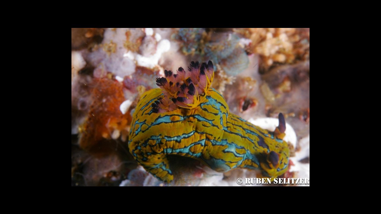 scuba diving puerto vallarta