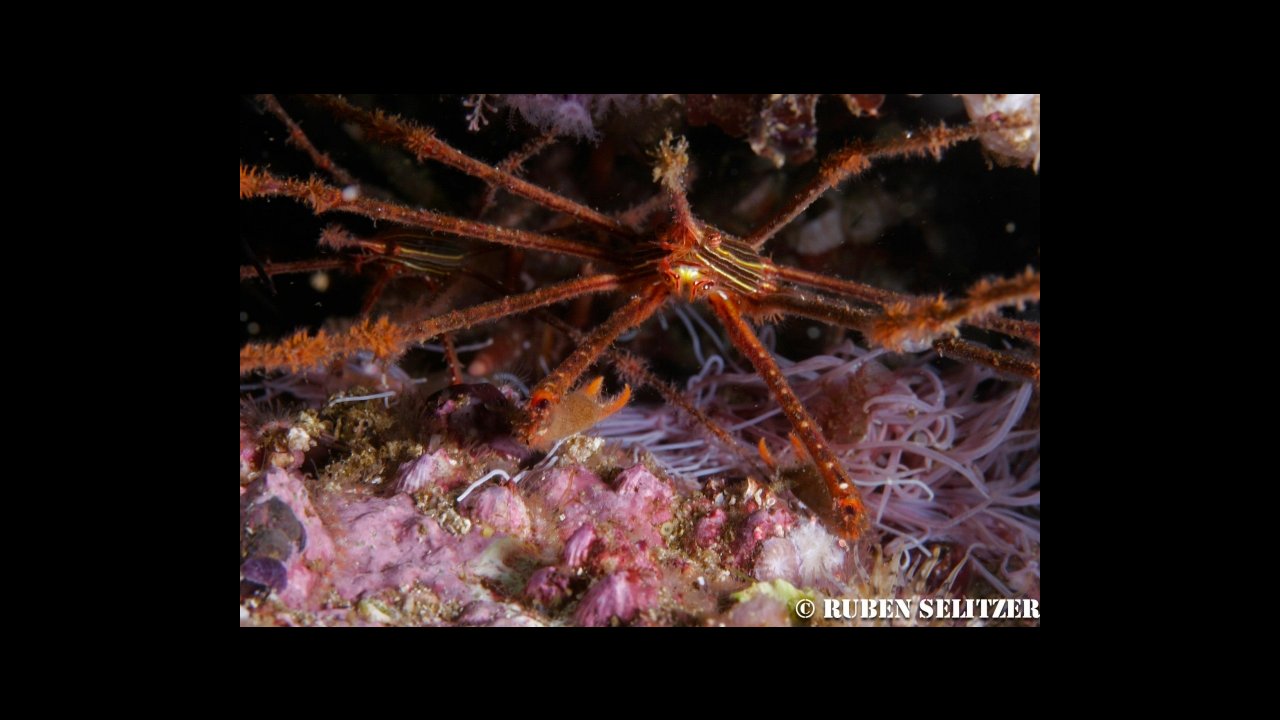 scuba diving puerto vallarta