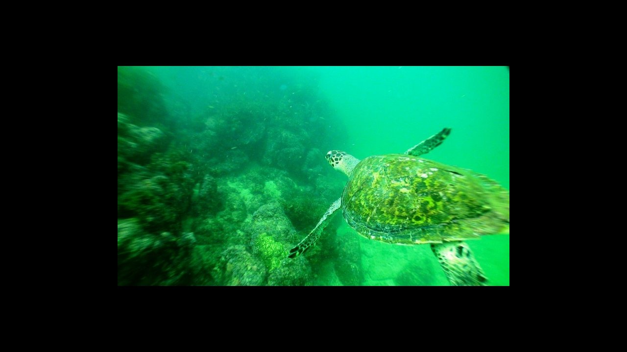 Puerto Vallarta dive trip