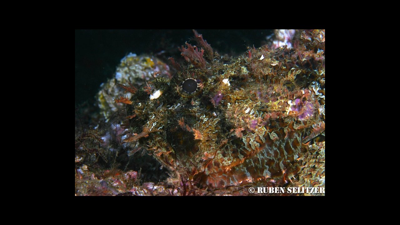 Puerto Vallarta Undersea