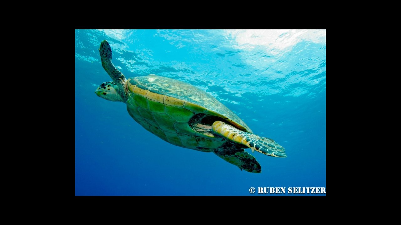 Turtle in Puerto Vallarta