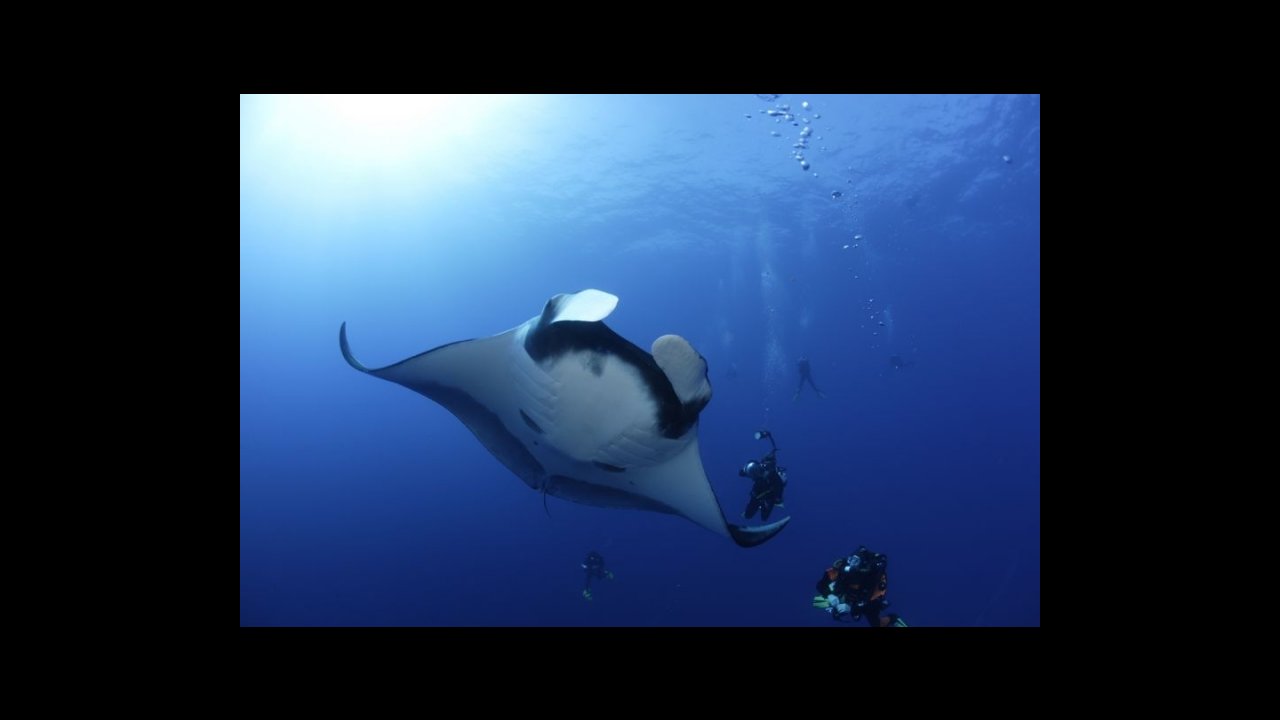 scuba diving puerto vallarta