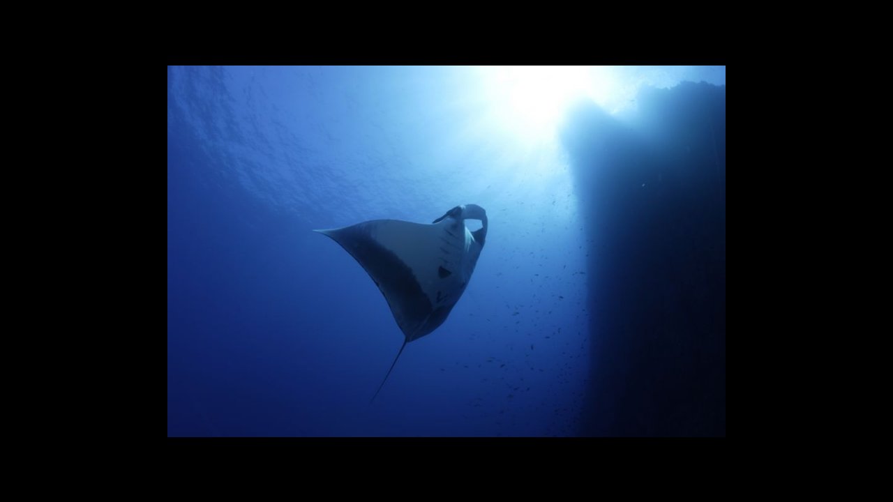 scuba diving puerto vallarta