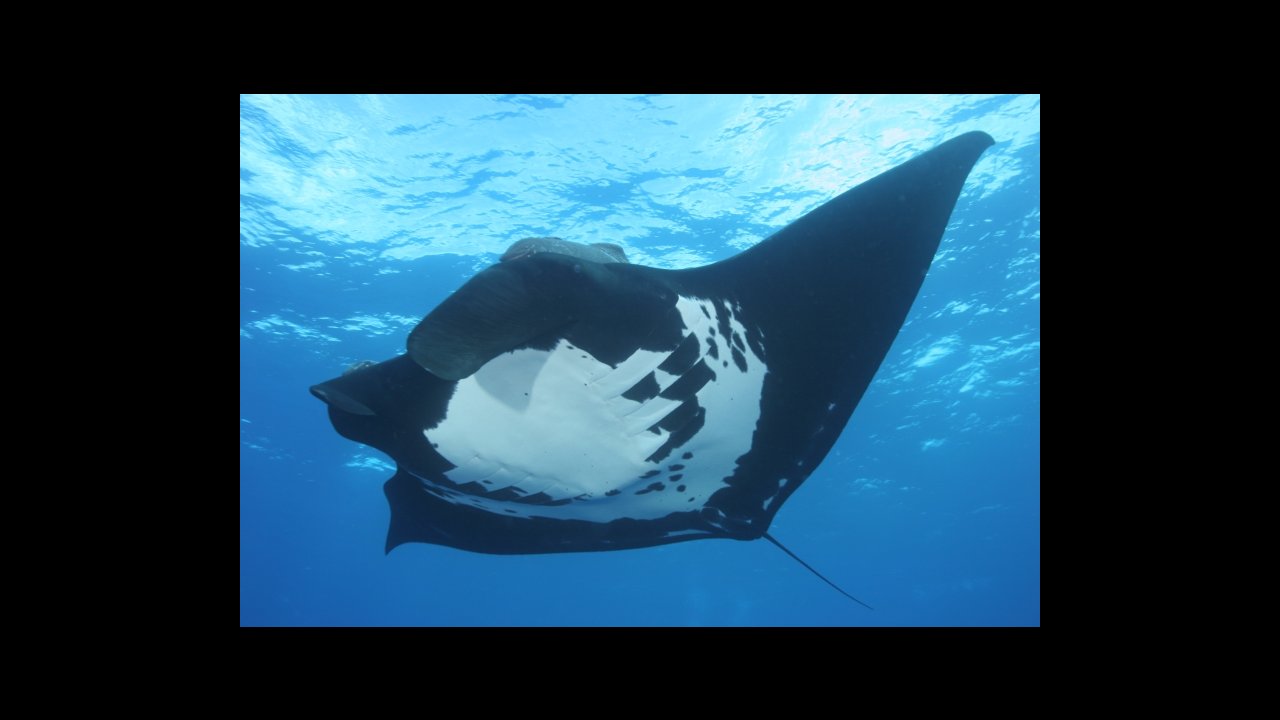scuba diving puerto vallarta