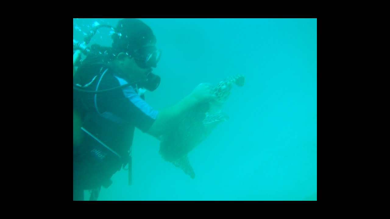 scuba diving puerto vallarta