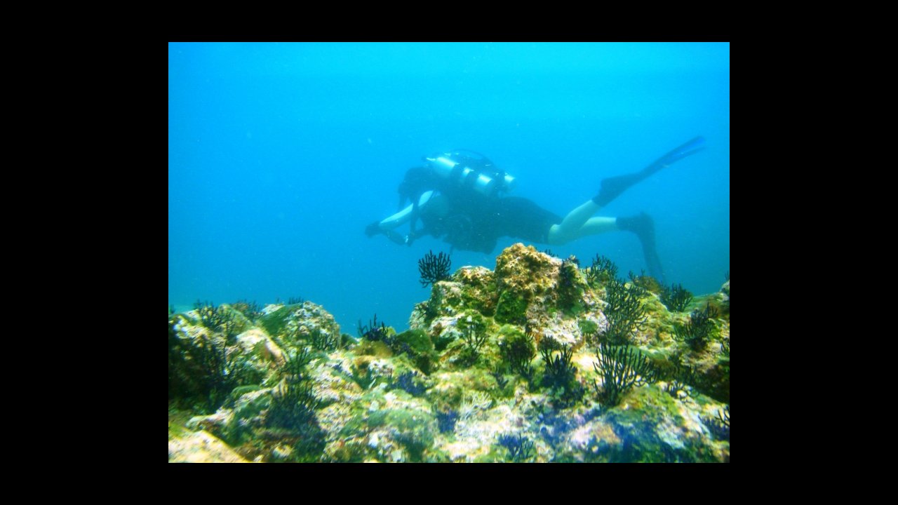scuba diving puerto vallarta