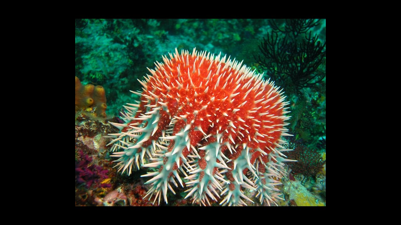 scuba diving puerto vallarta