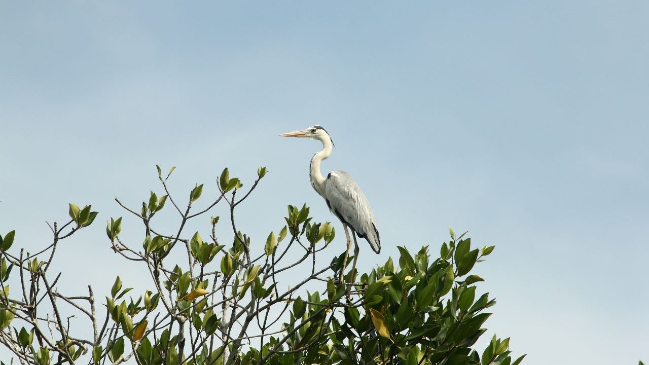 Spot wildlife along the journey