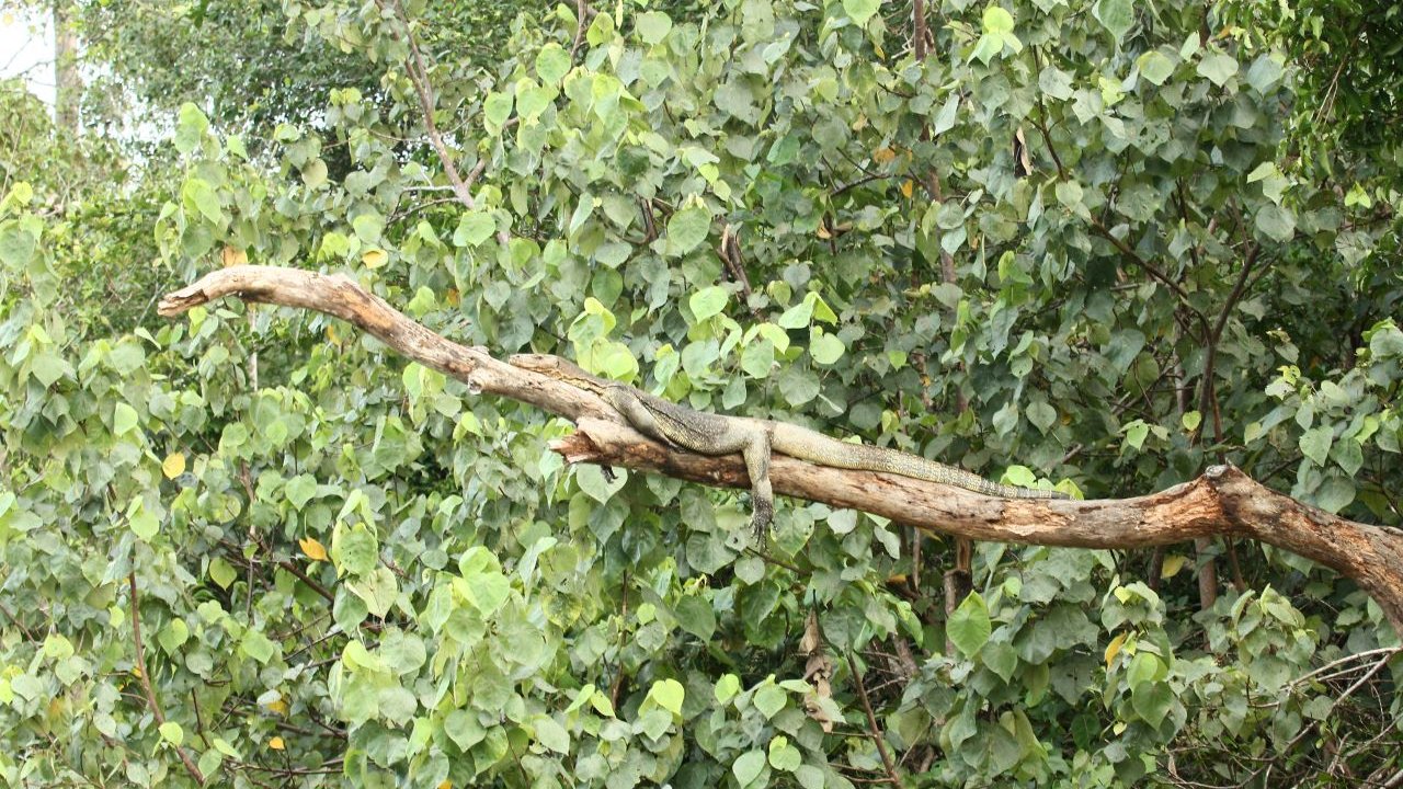 and look out at their cute behavior.