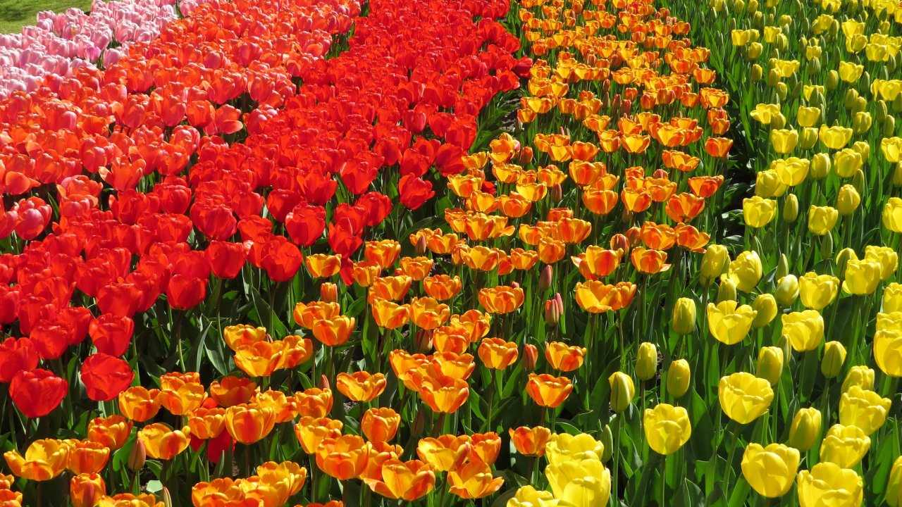 Tulips galore in Amsterdam