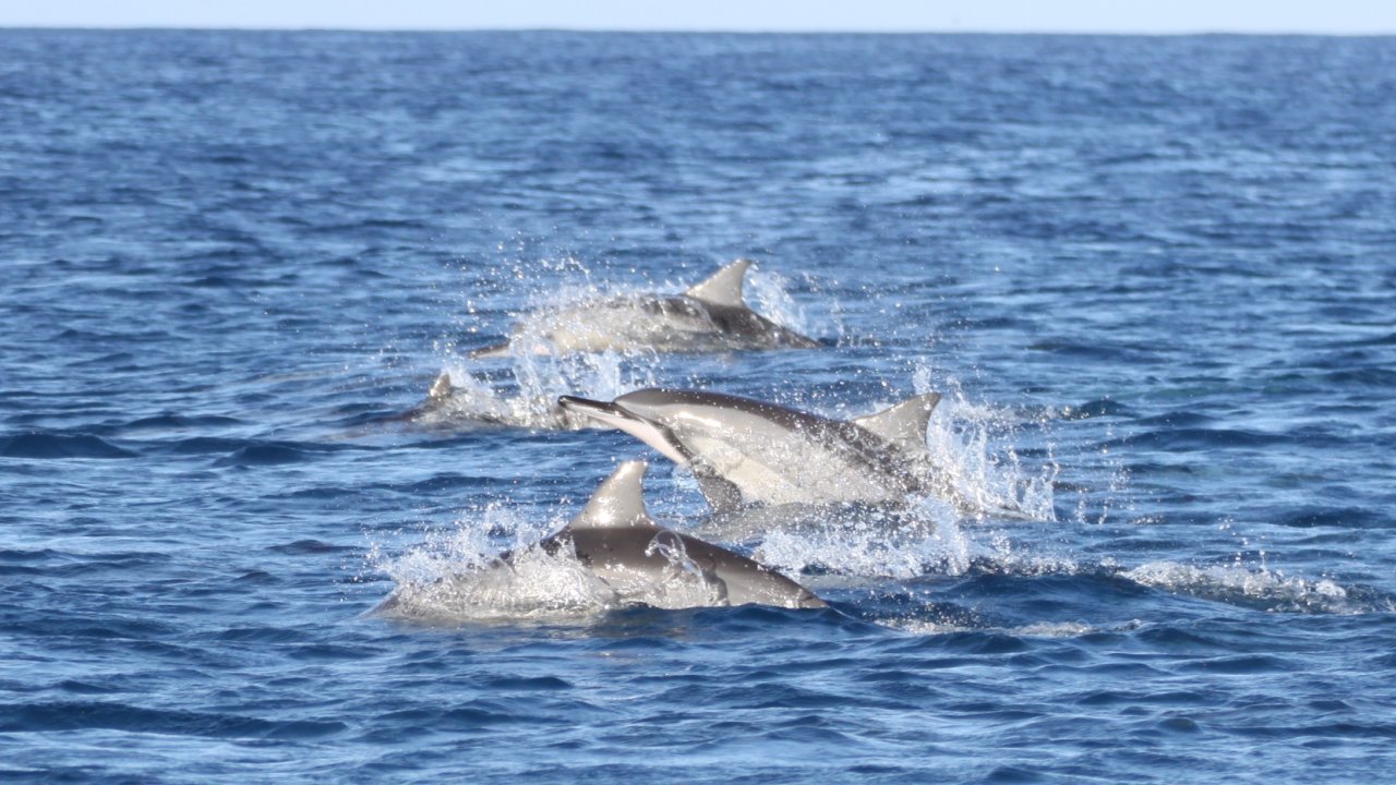 School Of Dolphins in The Open Sea