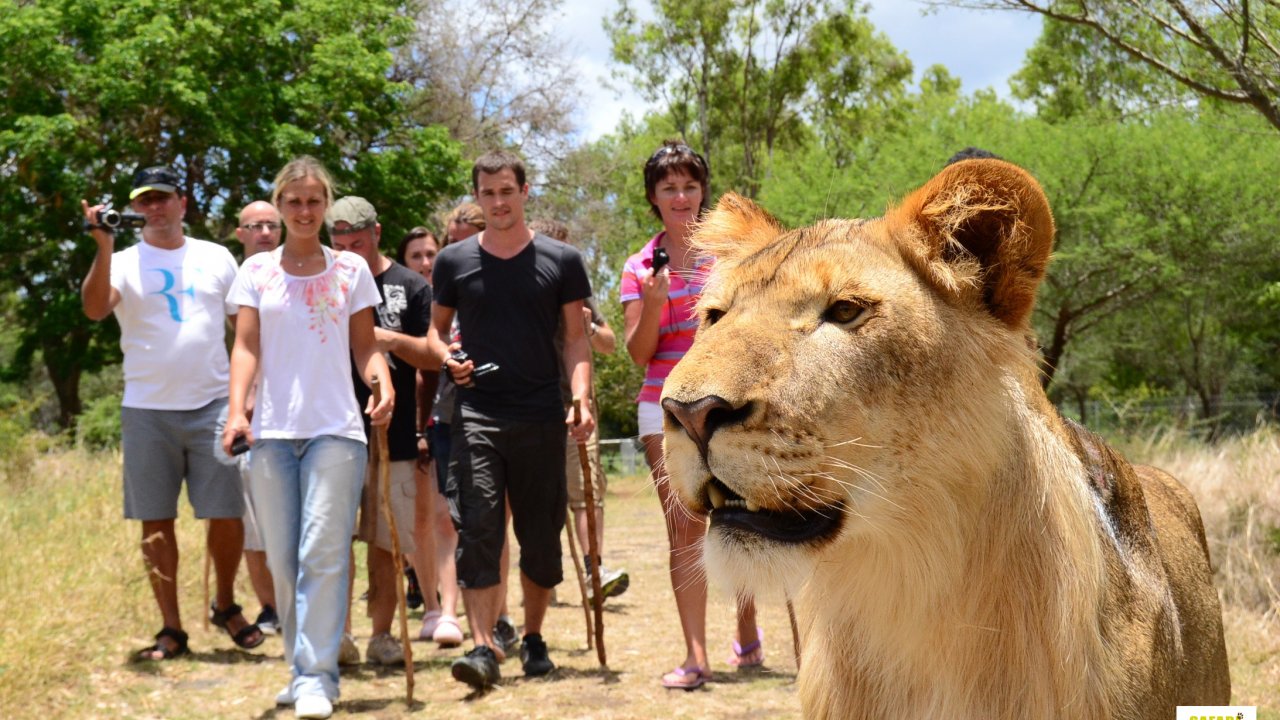 Walk With Lions and....