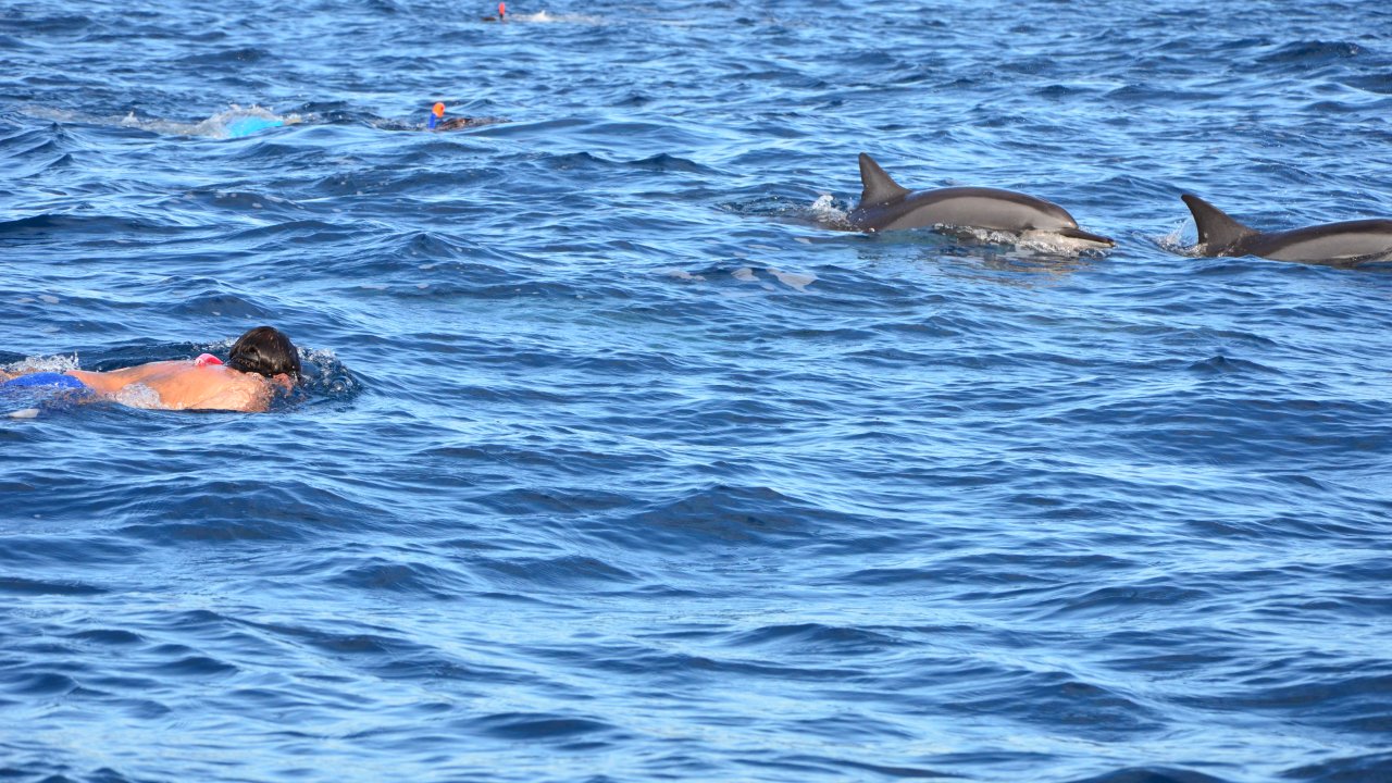 ......Swim with Dolphins in Mauritius